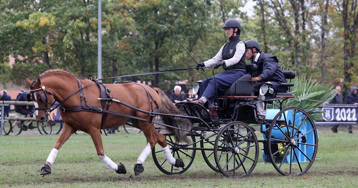 Attelage cheval Banque de photographies et d’images à haute résolution - Alamy