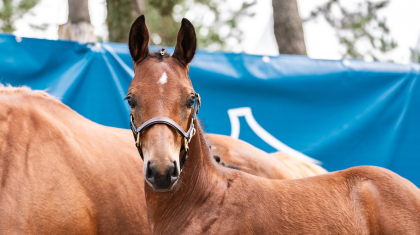 La prime aux naisseurs 2025 vers&eacute;e sur les Comptes SHF