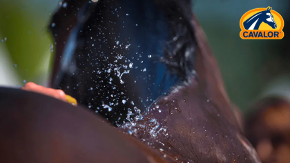 Comment garder votre cheval en forme et au frais par temps chaud ?