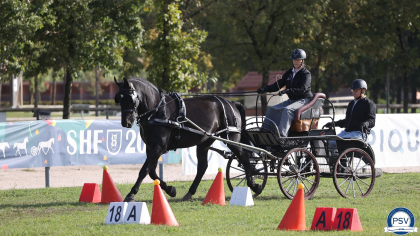 Grande Semaine d'Attelage 2025 : Toutes les informations utiles