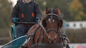 Grande Semaine d'Attelage 2025 : l'aftermovie