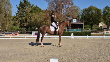 S&eacute;lection Jeunes Chevaux de 5 et 6 ans pour les Championnats du Monde de Verden 2026