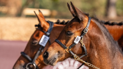 Deuxi&egrave;me jour au So'Pony : de l'&eacute;levage, de la passion et des nouveaut&eacute;s