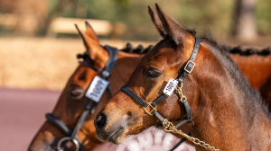 Deuxième jour au So'Pony : de l'élevage, de la passion et des...